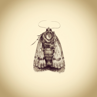Illustration for article titled Only an iPhone Was Used to Create This Archive of Backyard Wildlife